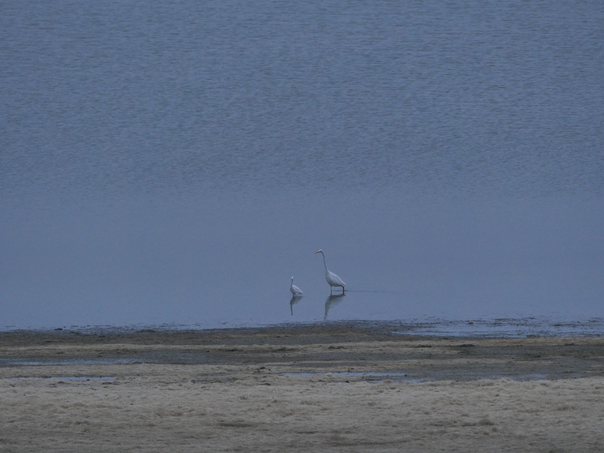 Great Egret - ML611034318
