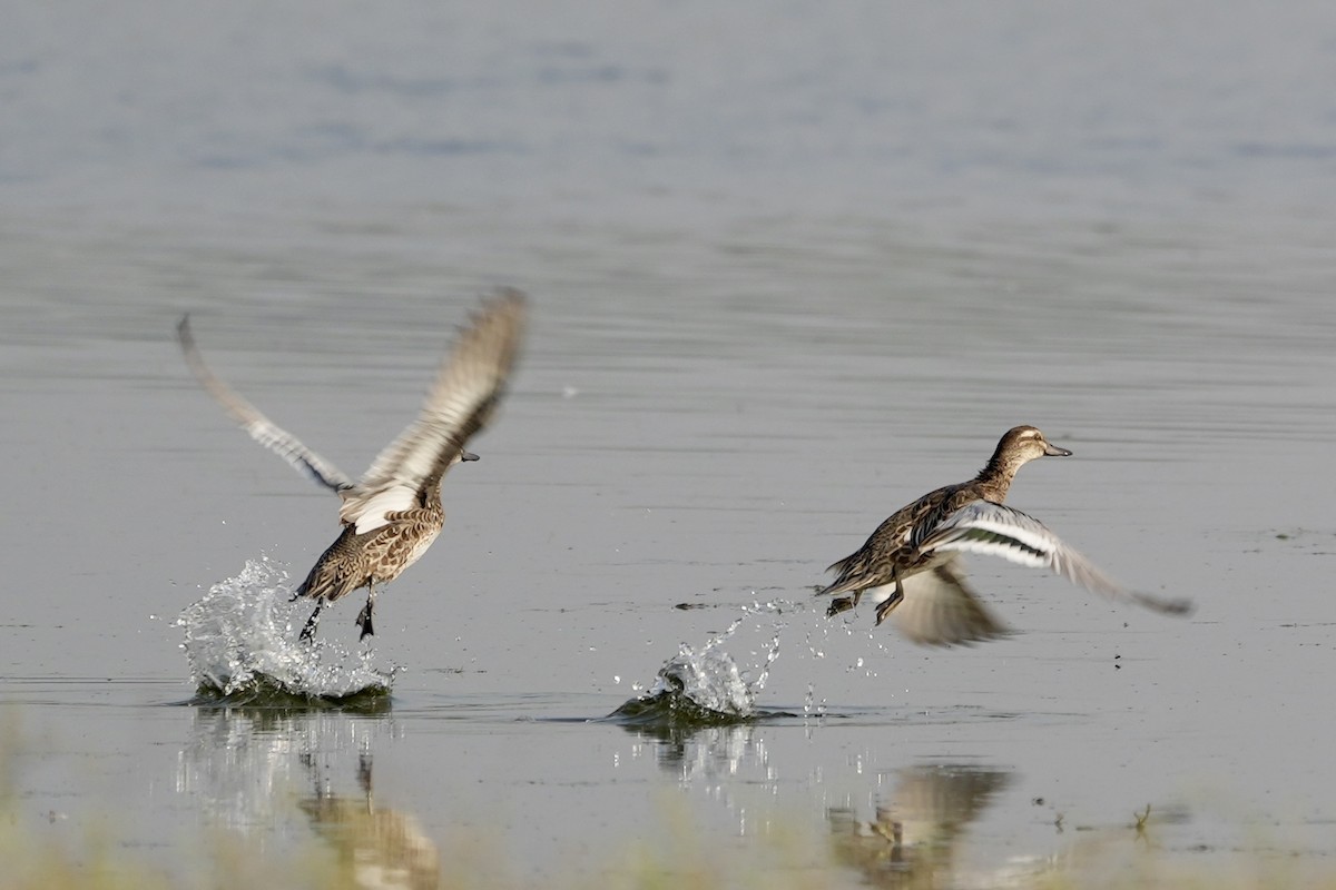 Garganey - ML611034331