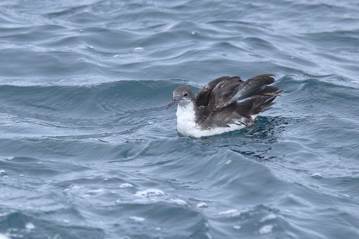 Persian Shearwater - Harshith JV