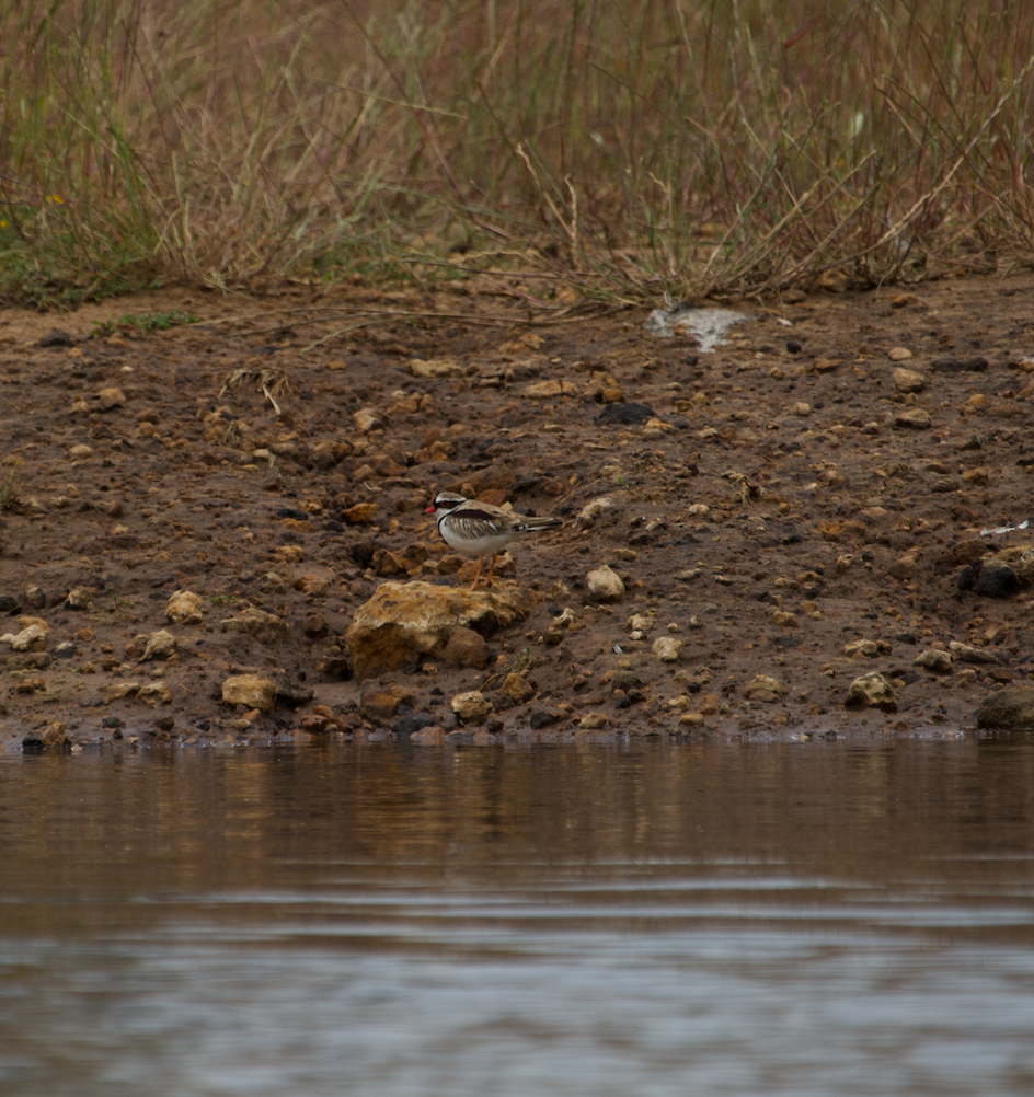 Black-fronted Dotterel - ML611034611