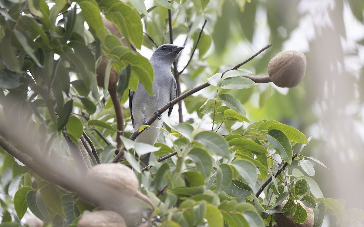 Large Cuckooshrike - ML611034655