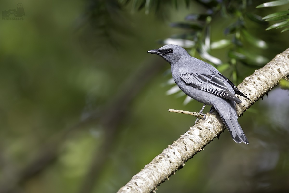 Common Cicadabird - Matt Wright | Faunagraphic Wildlife Tours