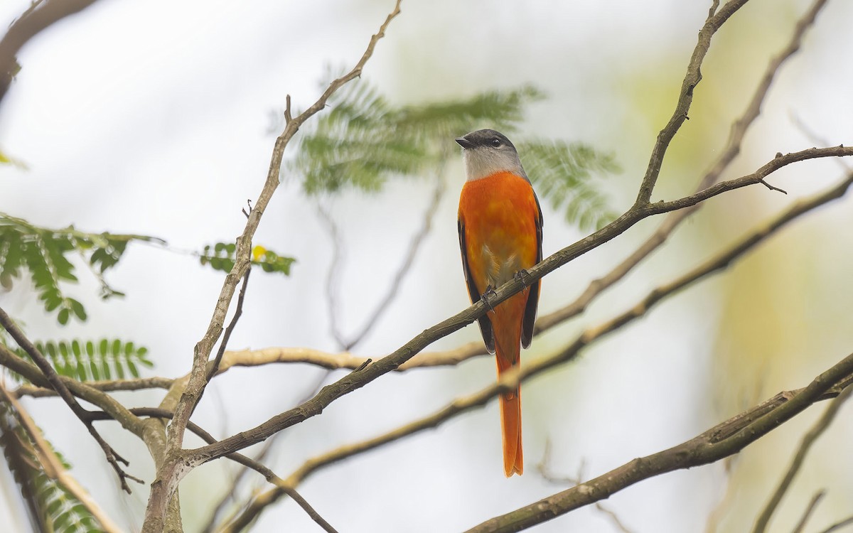 Gray-chinned Minivet - ML611034666