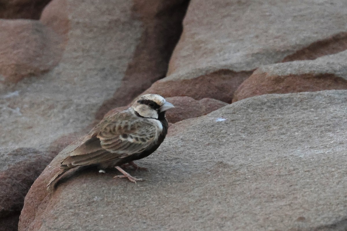Ashy-crowned Sparrow-Lark - ML611034710