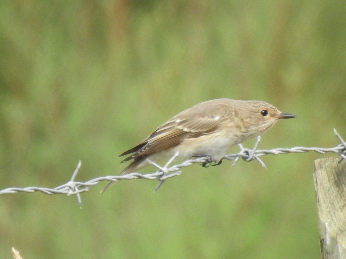 Spotted Flycatcher - ML611034808