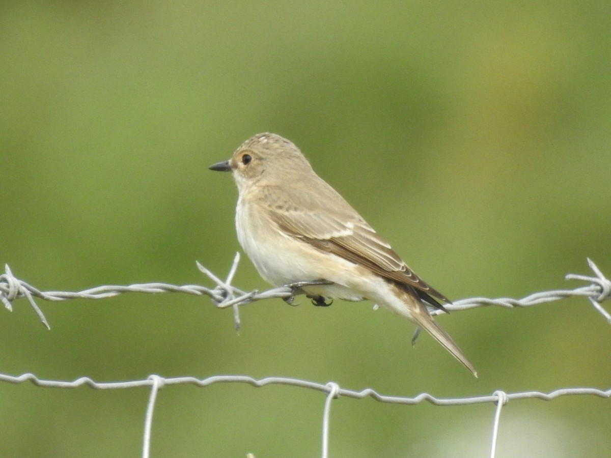 Spotted Flycatcher - ML611034809