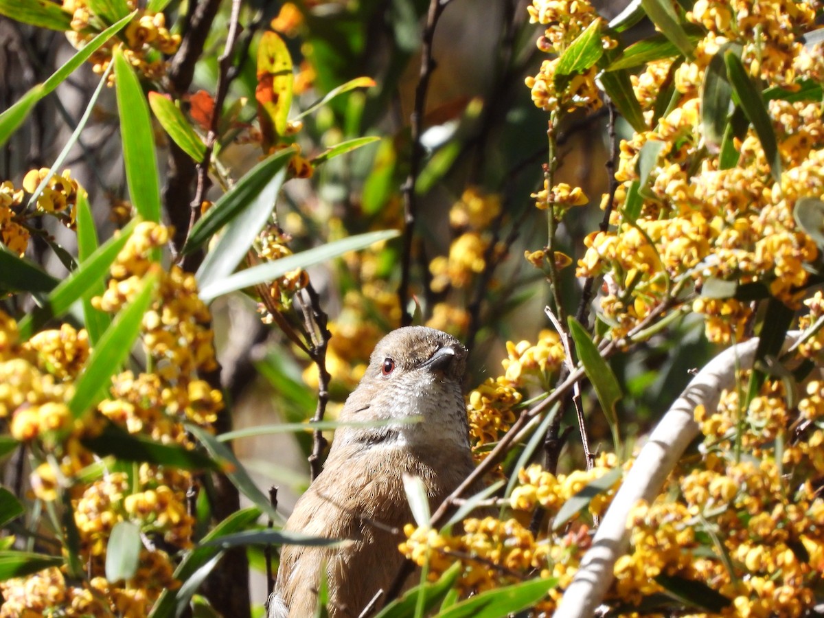 Olive Whistler - ML611034815