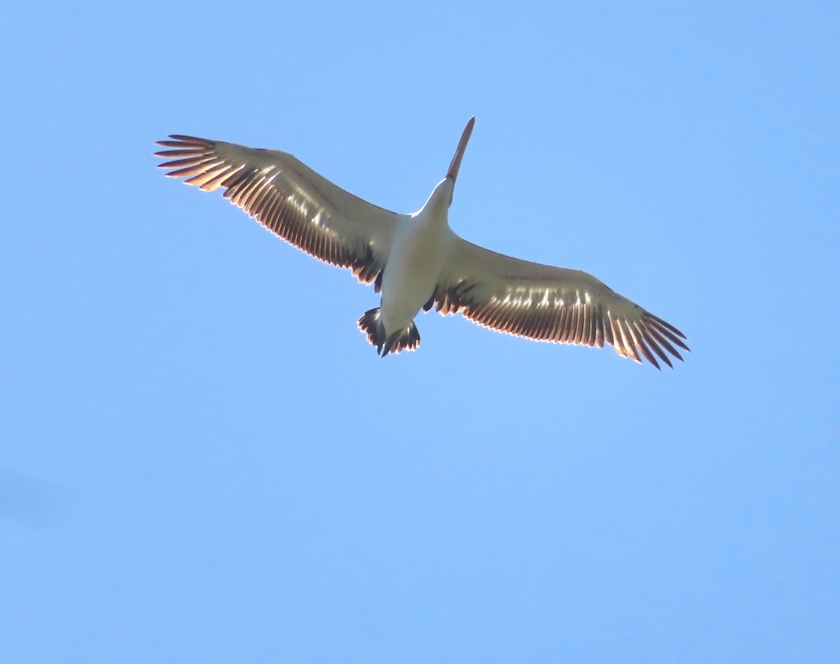 Австралийский пеликан - ML611035076