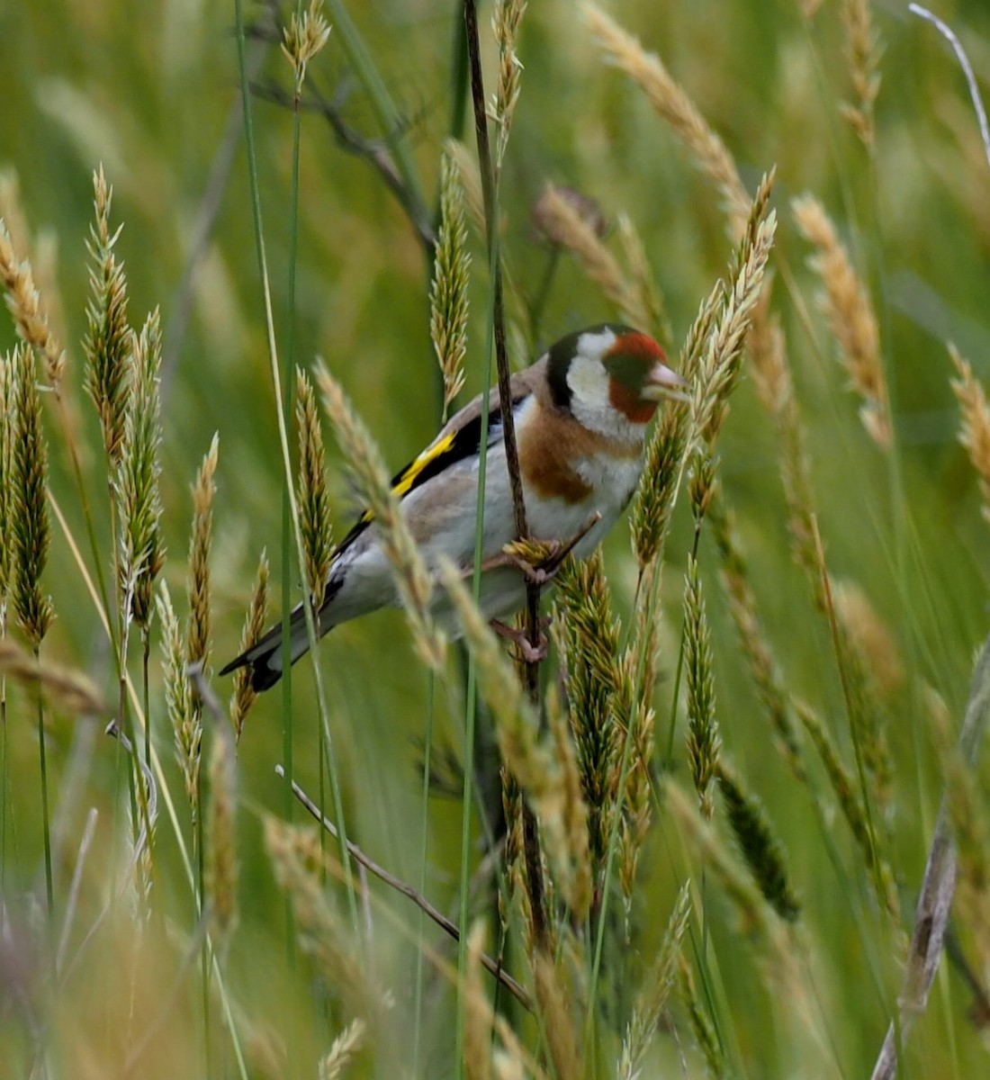Chardonneret élégant - ML611035119