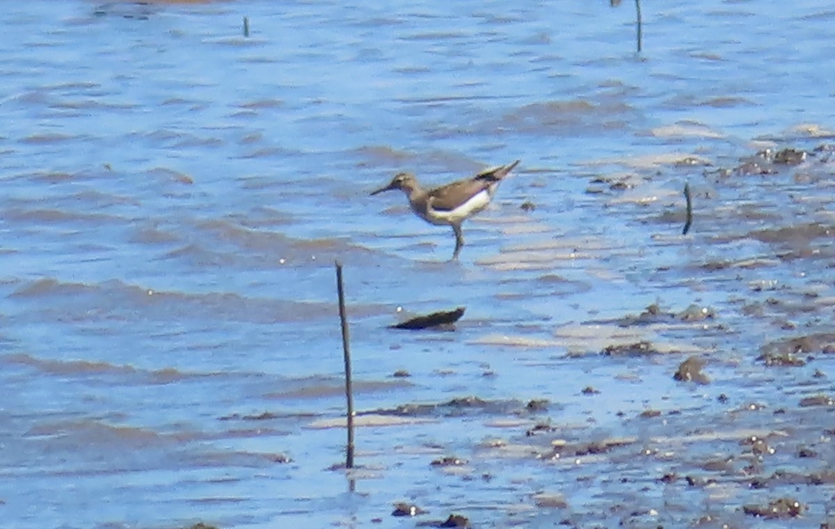 Sharp-tailed Sandpiper - ML611035126