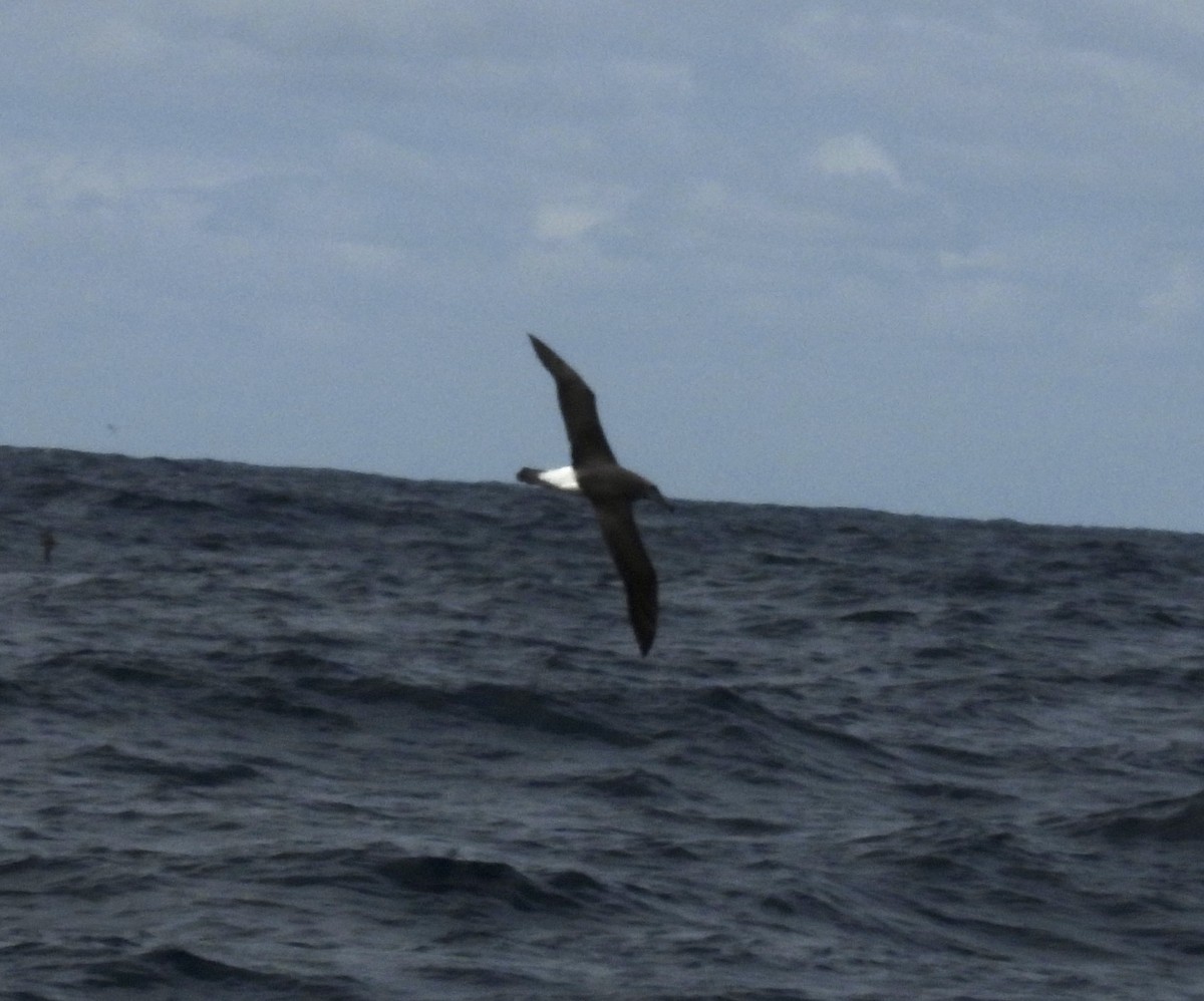 White-capped Albatross (steadi) - ML611035176