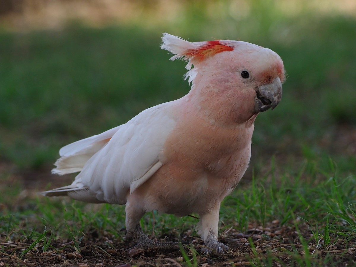 Pink Cockatoo - ML611035229