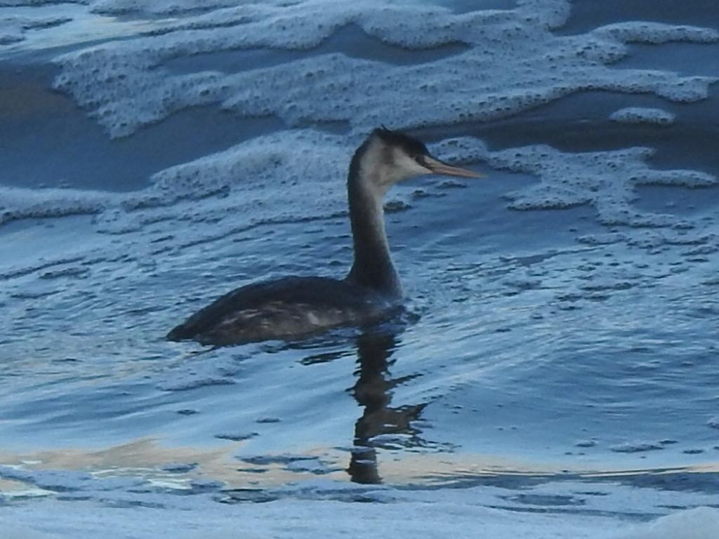 Great Crested Grebe - ML611035236