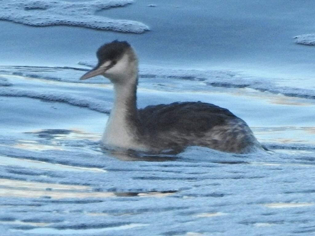 Great Crested Grebe - ML611035237