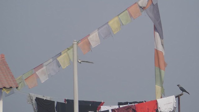 ニシオオノスリ - ML611035422