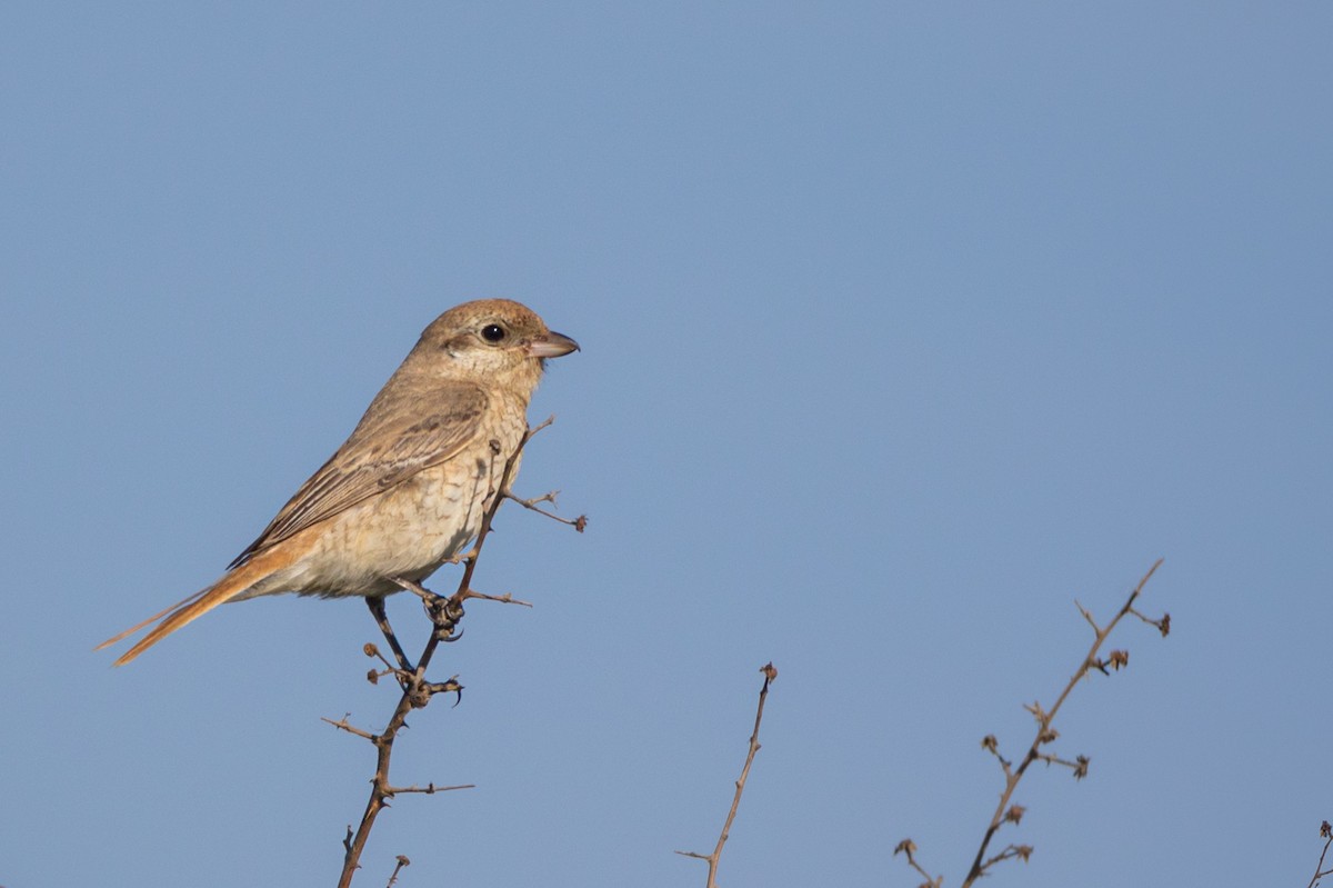 Isabelline Shrike - ML611035431