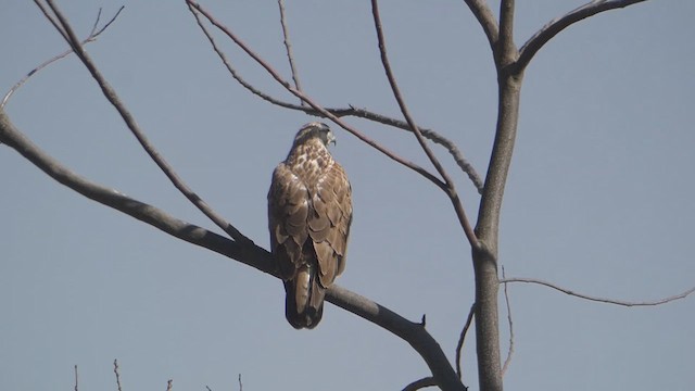 ニシオオノスリ - ML611035456