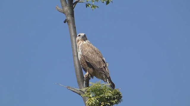 ニシオオノスリ - ML611035457