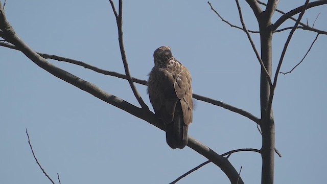 ニシオオノスリ - ML611035459