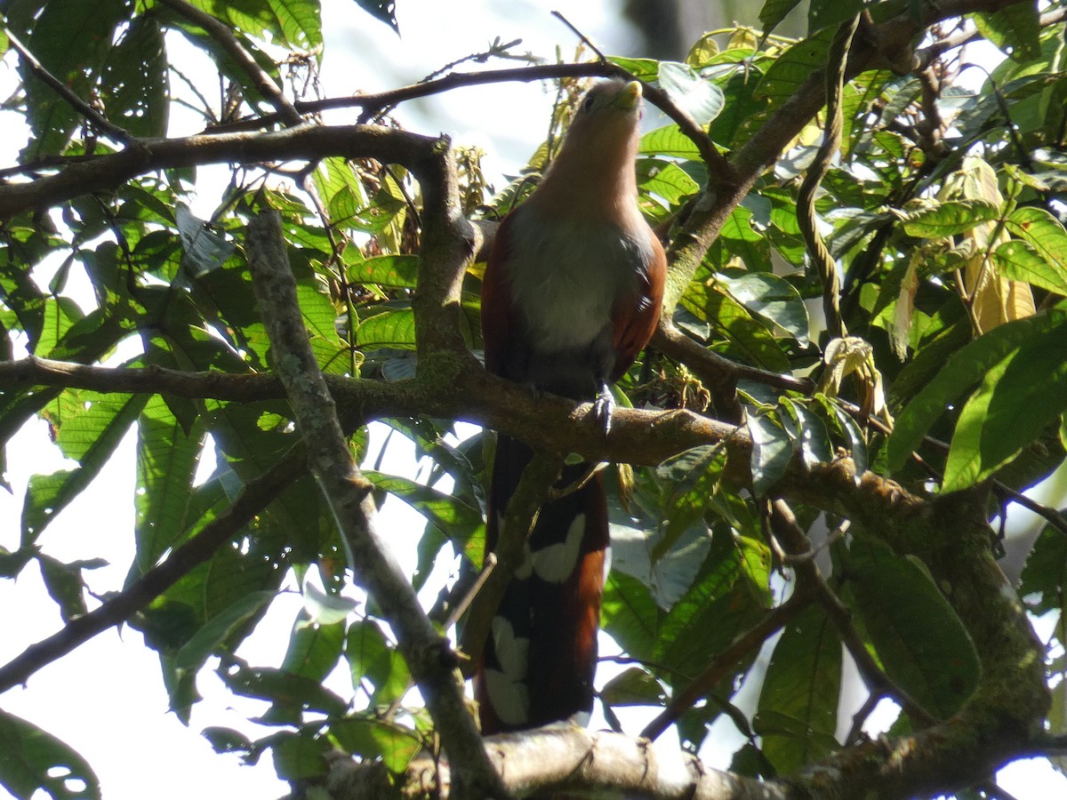 Squirrel Cuckoo - ML611035476