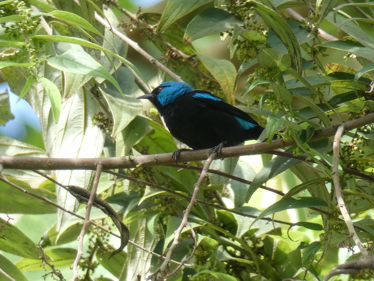 Scarlet-thighed Dacnis - Cathryn Pritchard