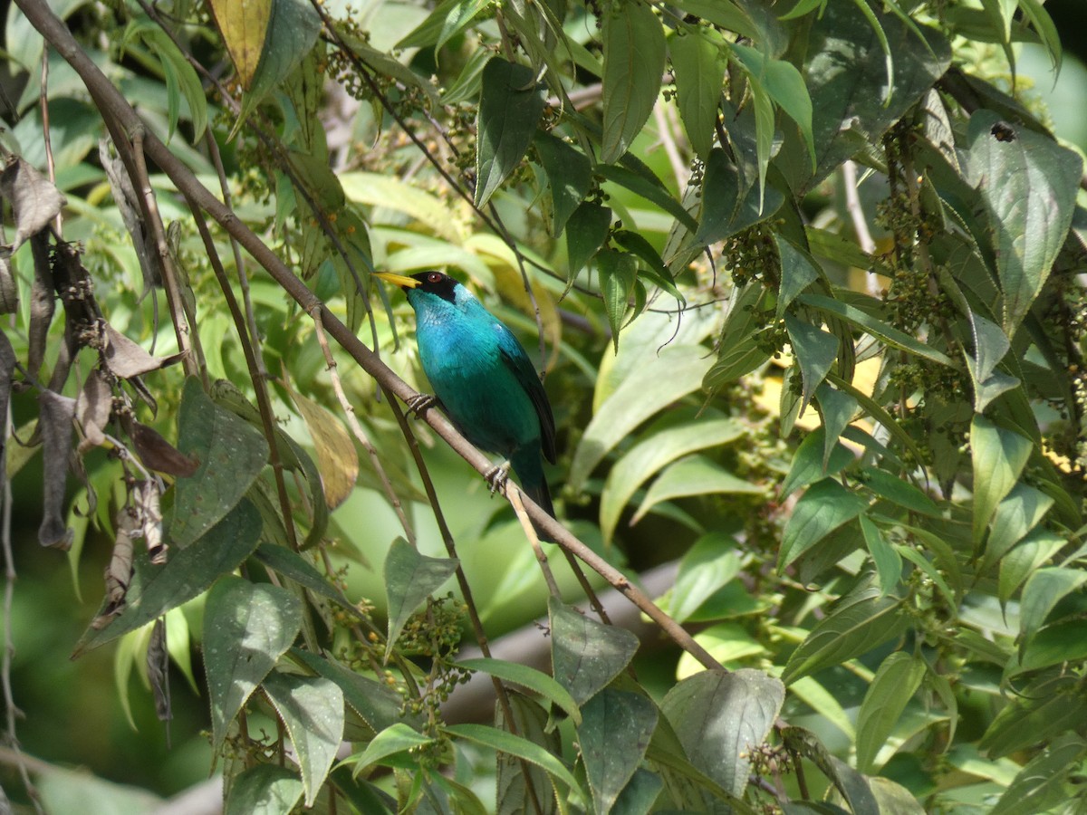 Green Honeycreeper - ML611035479