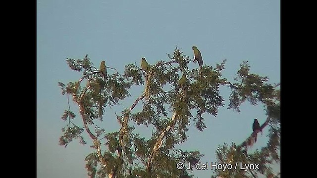 Slender-billed Parakeet - ML611035503