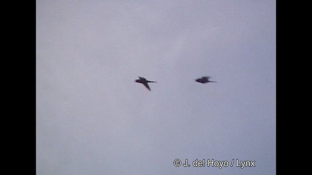 Slender-billed Parakeet - ML611035504