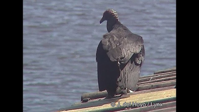 Black Vulture - ML611035541