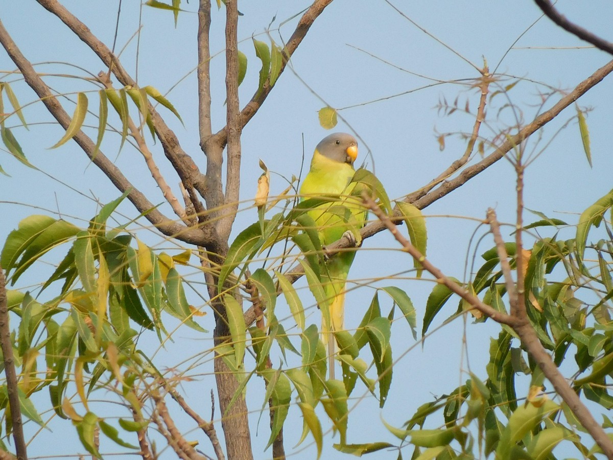 Plum-headed Parakeet - ML611035685