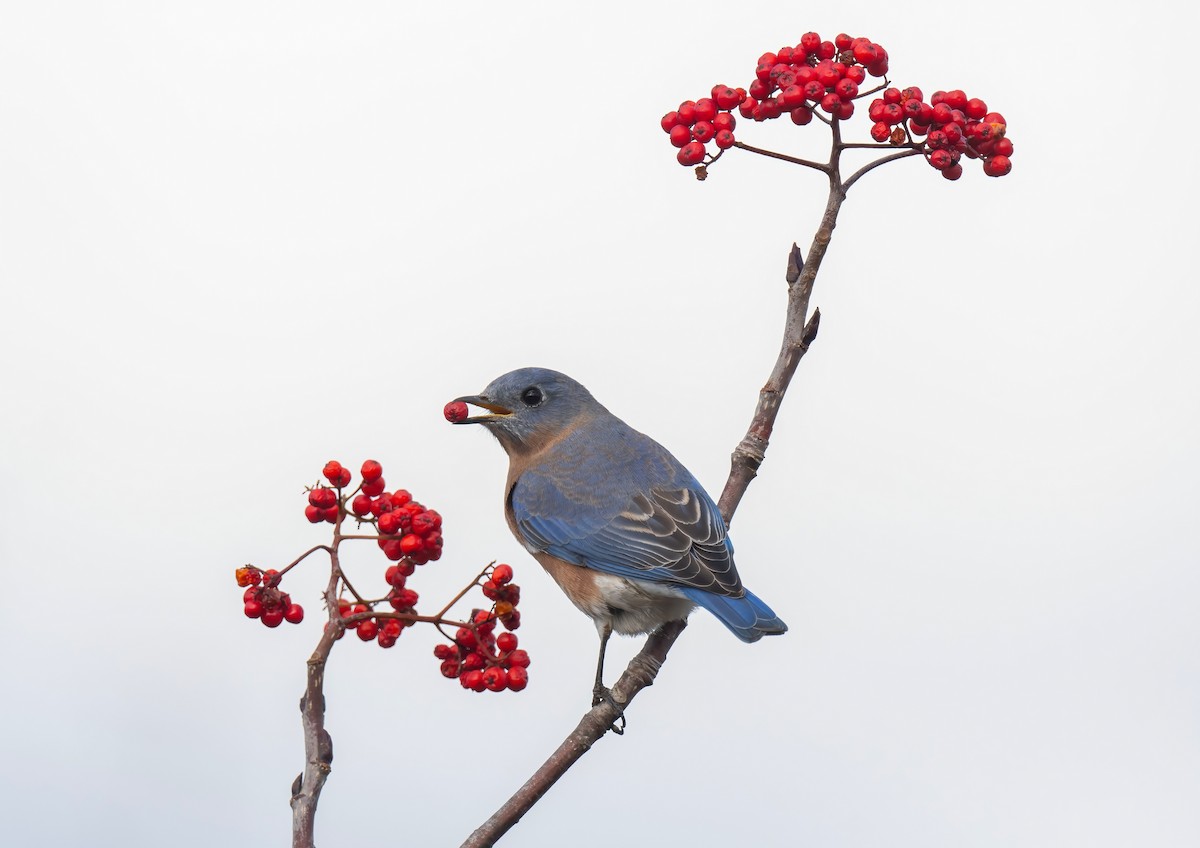 Eastern Bluebird - ML611035714