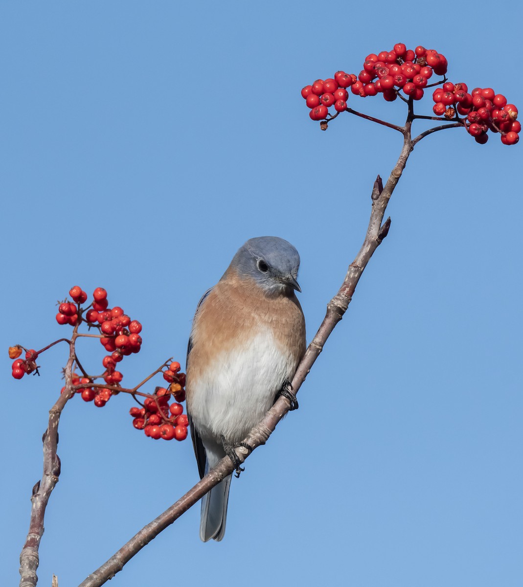 Eastern Bluebird - ML611035721