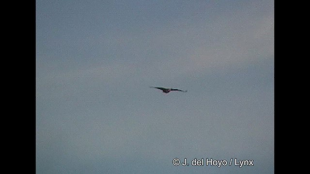 Black-faced Ibis - ML611035762