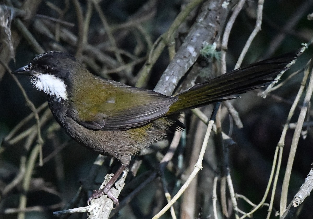 Eastern Whipbird - ML611035835