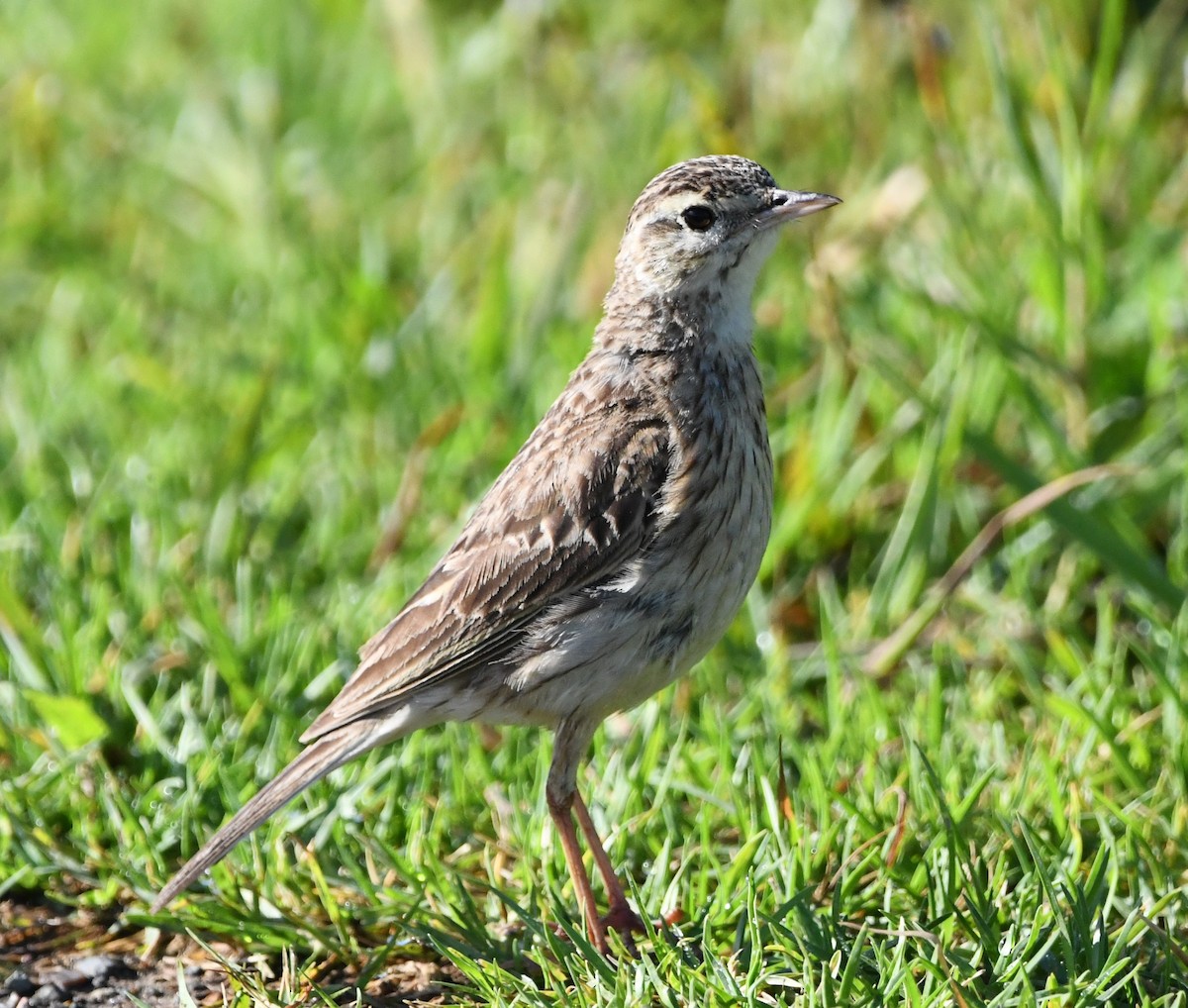 Bisbita Neozelandés (grupo australis) - ML611035844