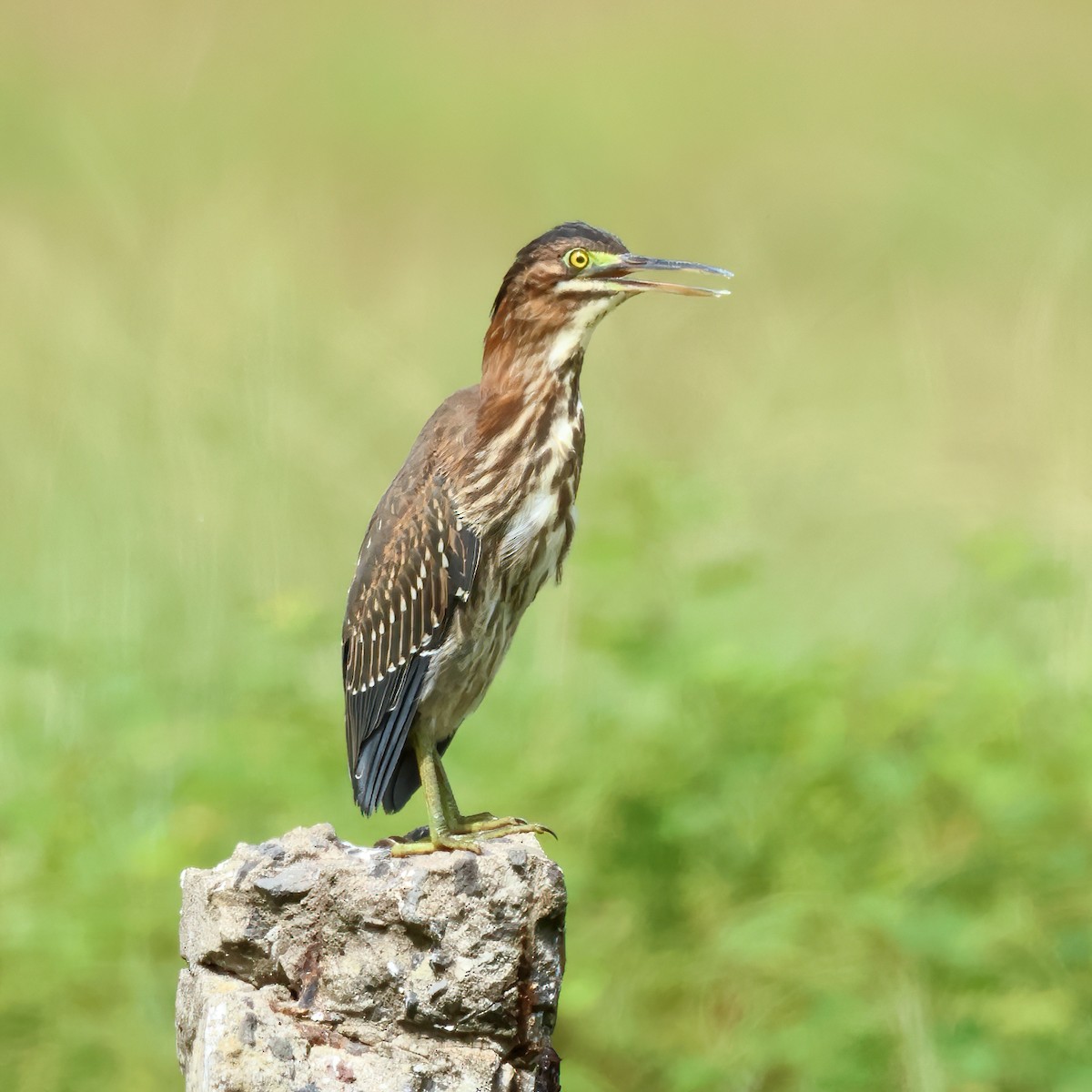 Green Heron - ML611035935