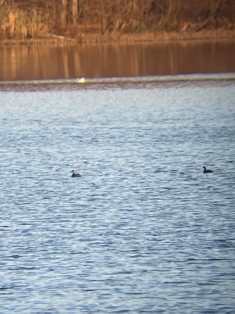 Eared Grebe - ML611035954