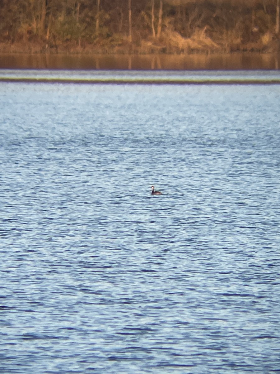 Eared Grebe - ML611035956