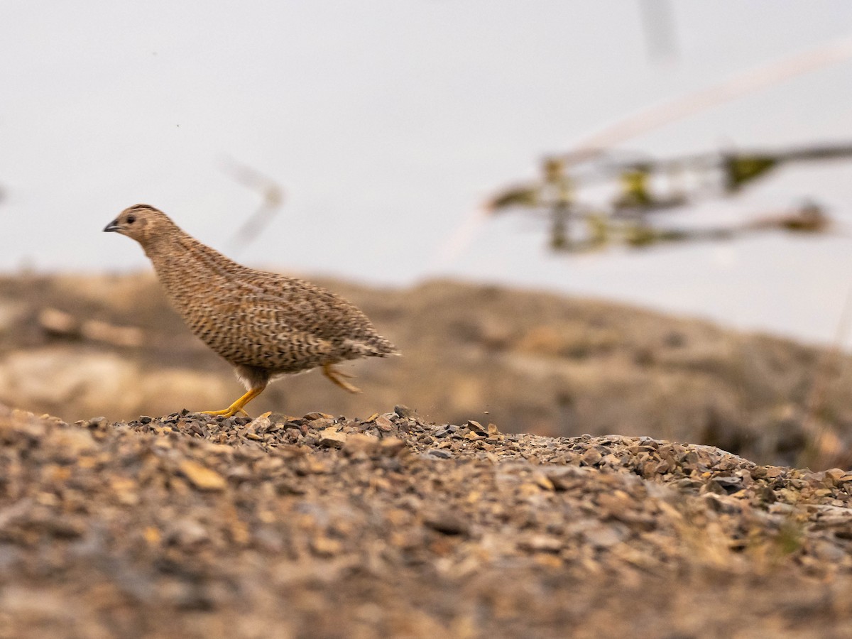 Brown Quail - ML611035960