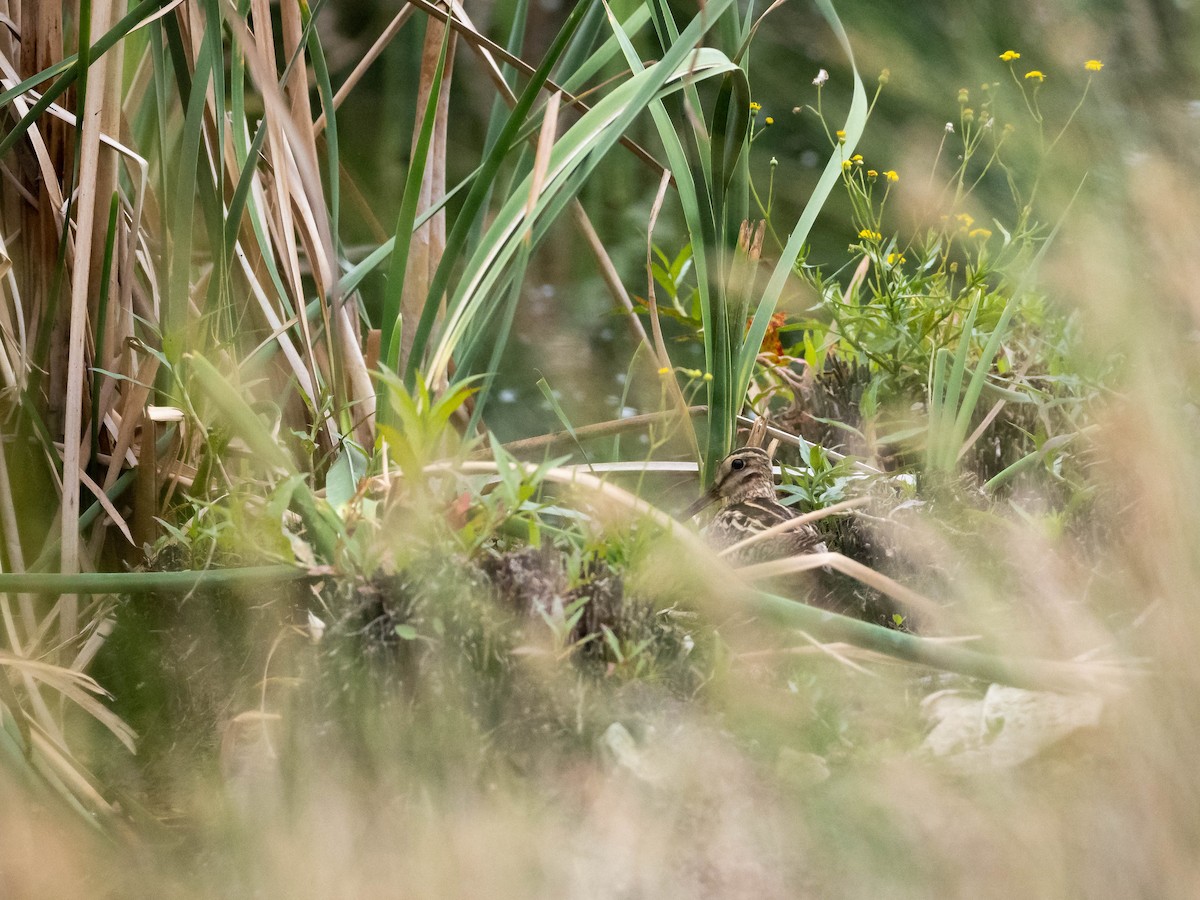 Latham's Snipe - ML611035971