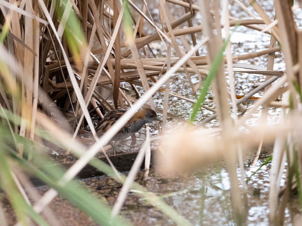 Baillon's Crake - ML611035994