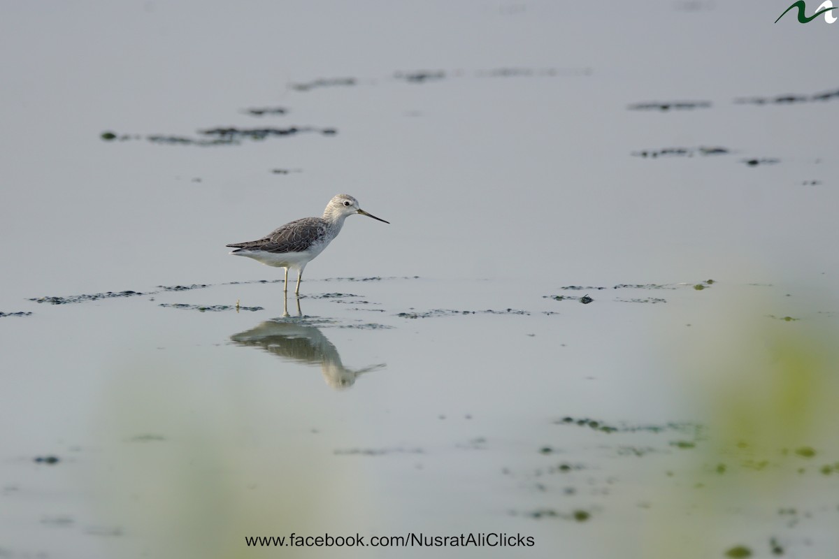 Marsh Sandpiper - ML611036072