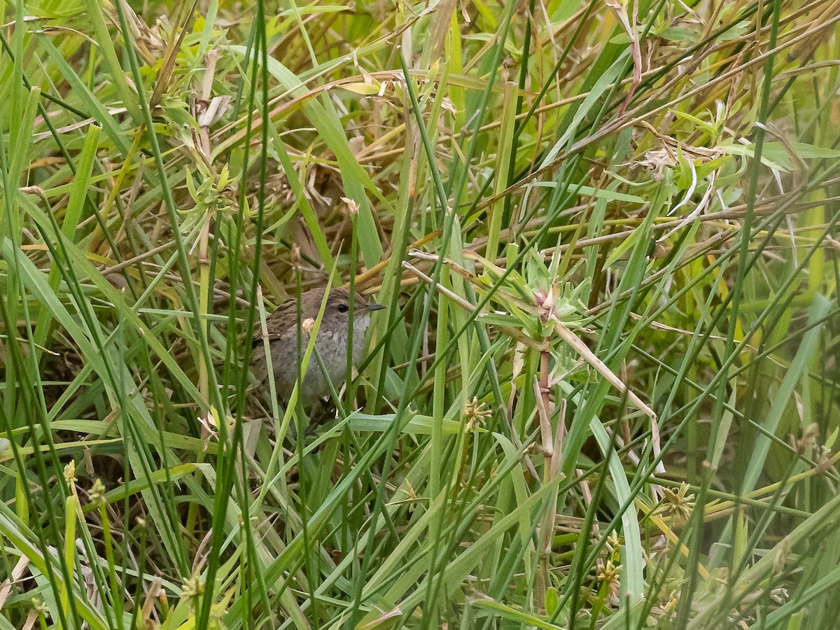 Little Grassbird - Kaitlyn O'Brien