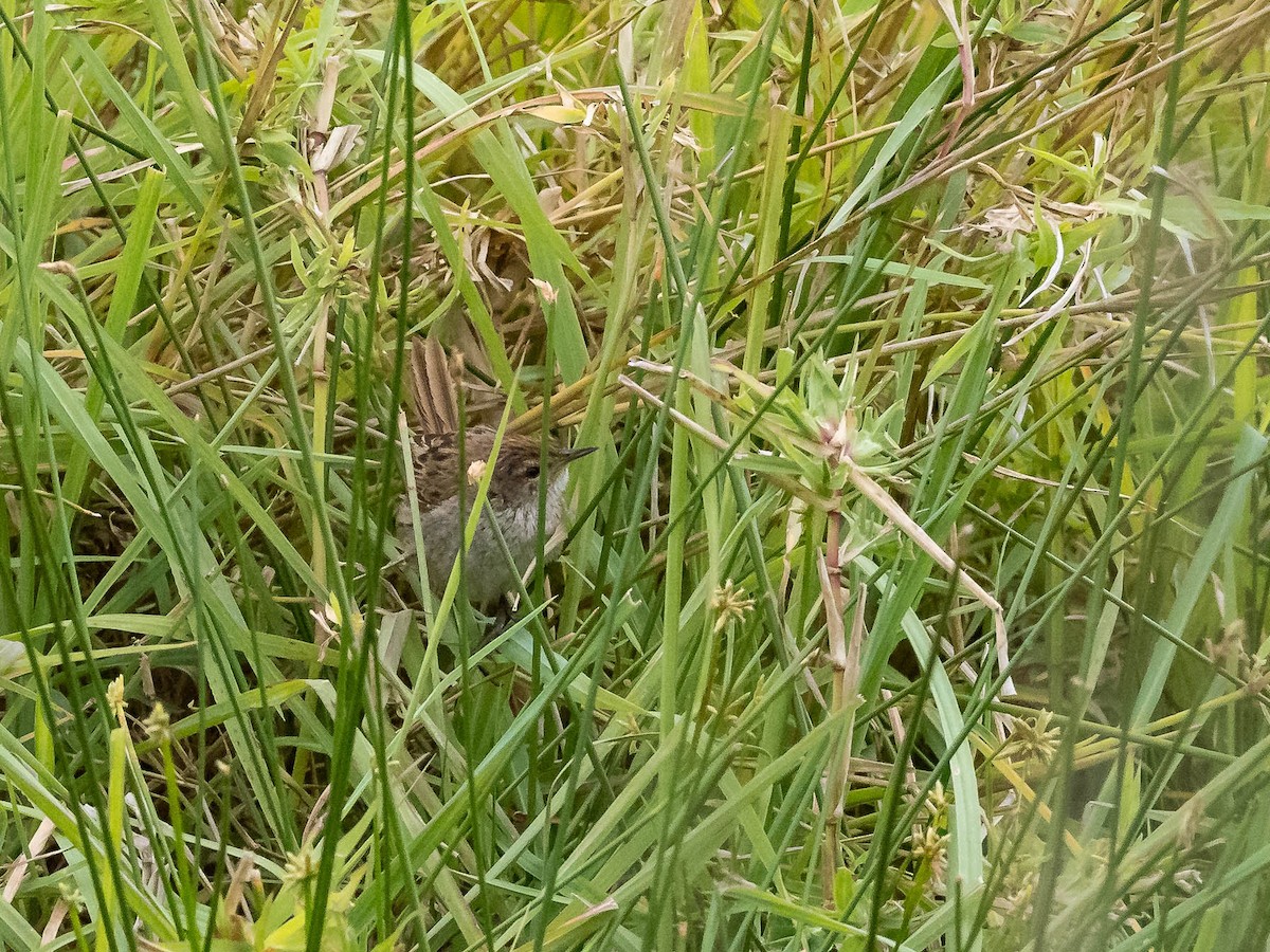 Little Grassbird - ML611036099