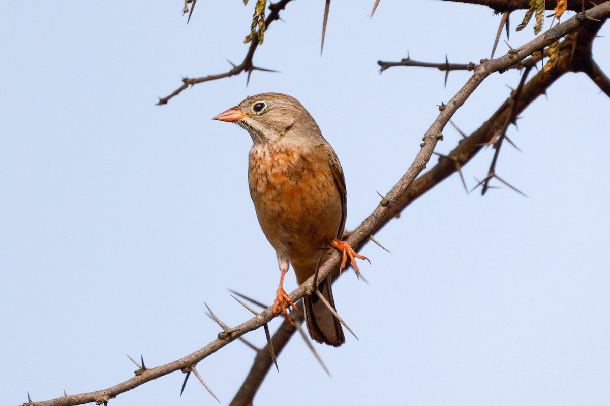Gray-necked Bunting - Adil Ali