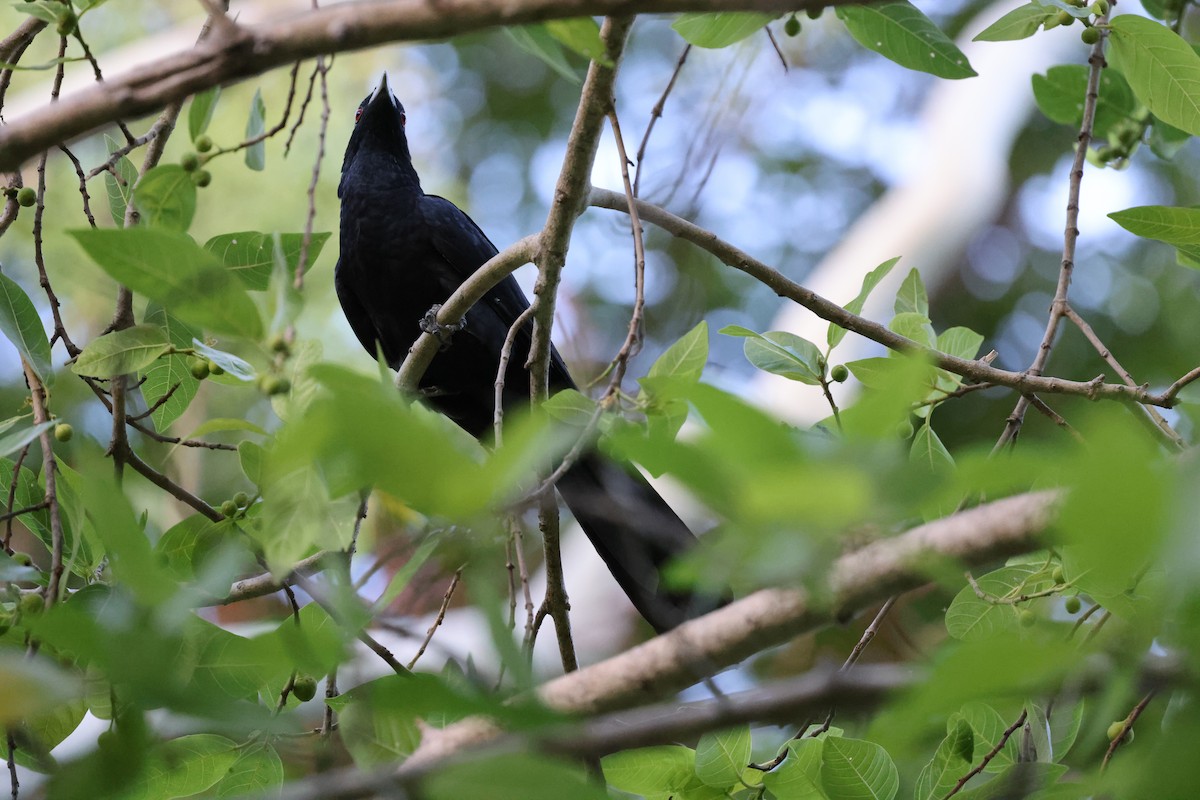 Pacific Koel - ML611036255