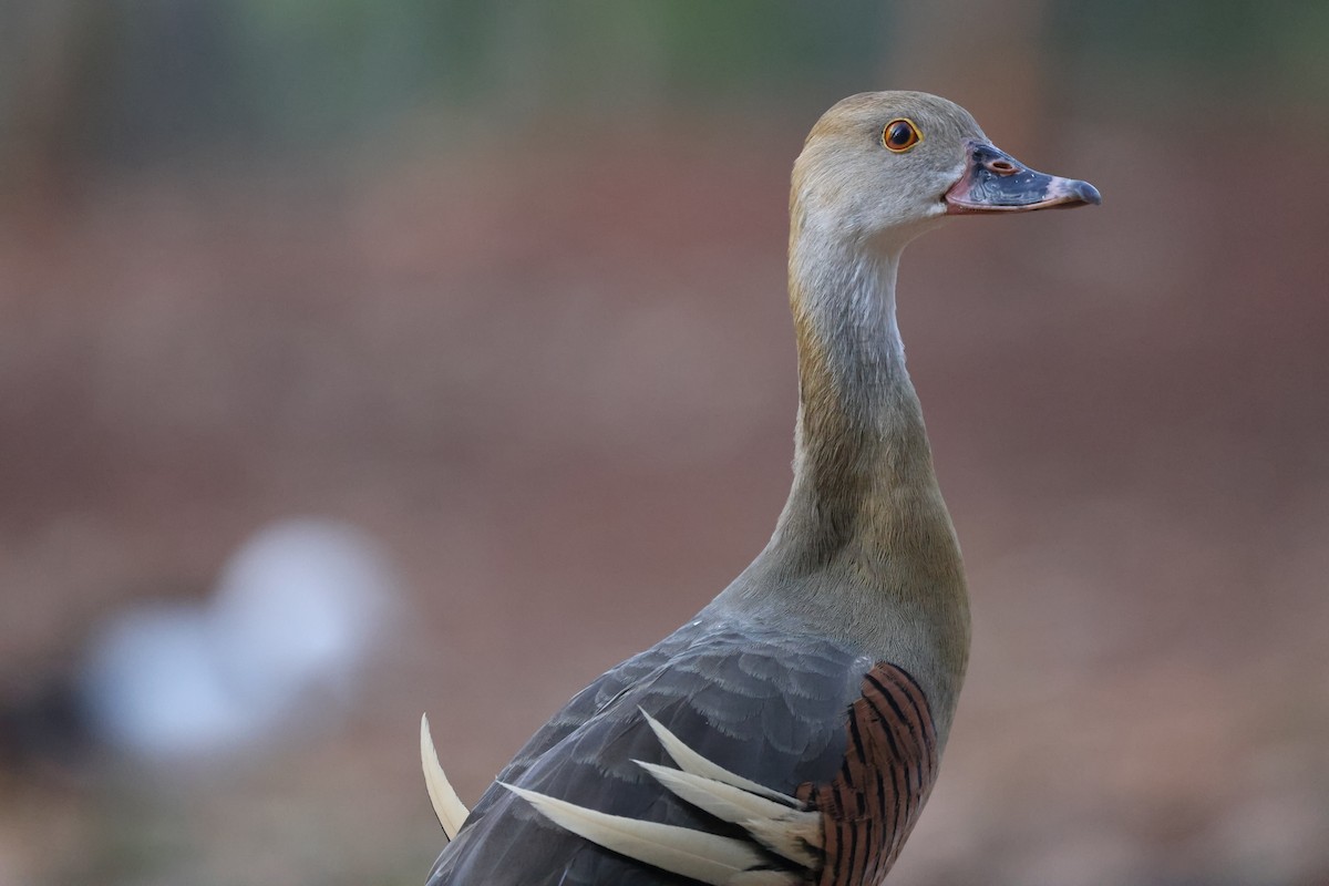 Plumed Whistling-Duck - Luke Enright