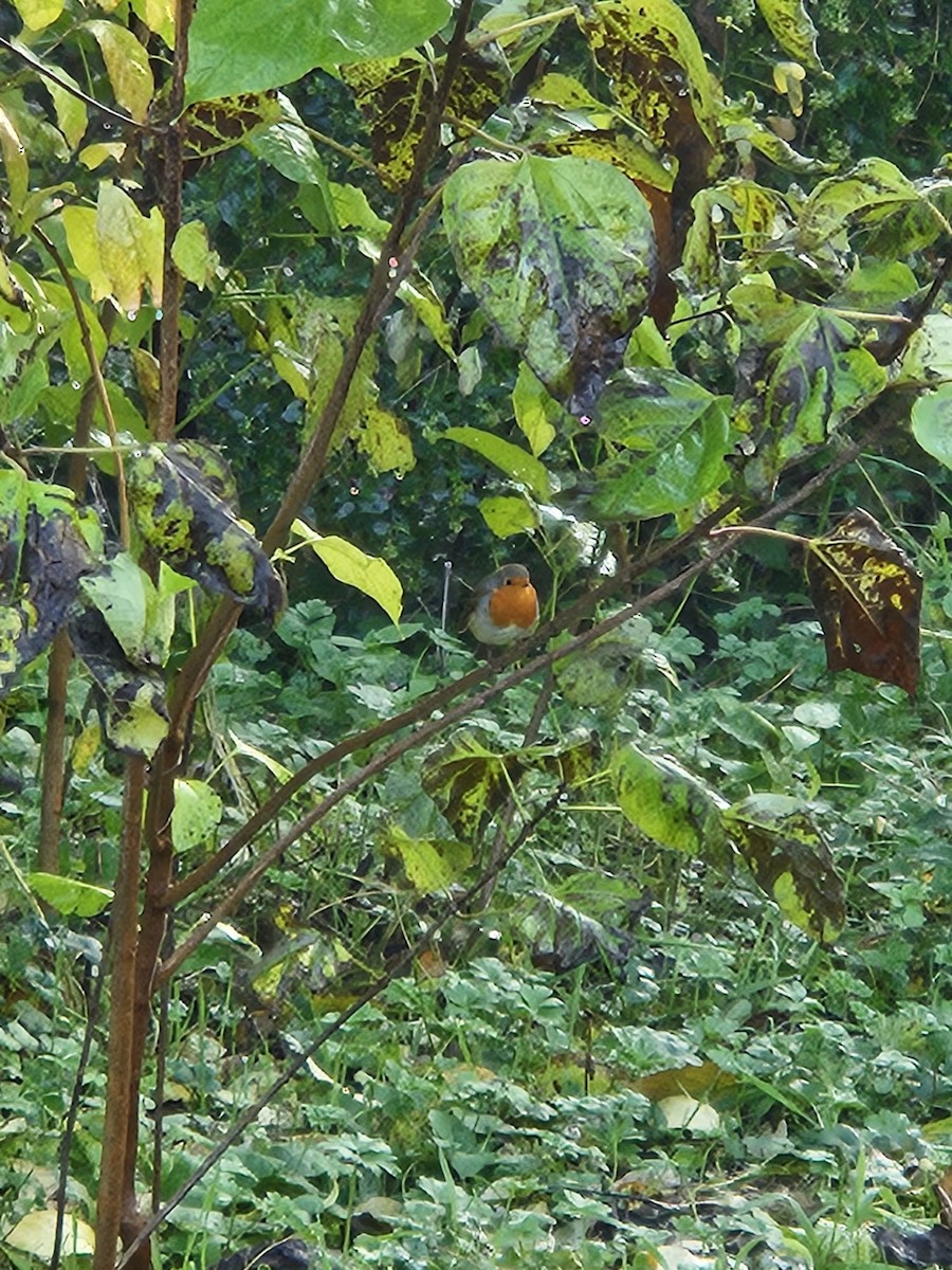 European Robin - ML611036281