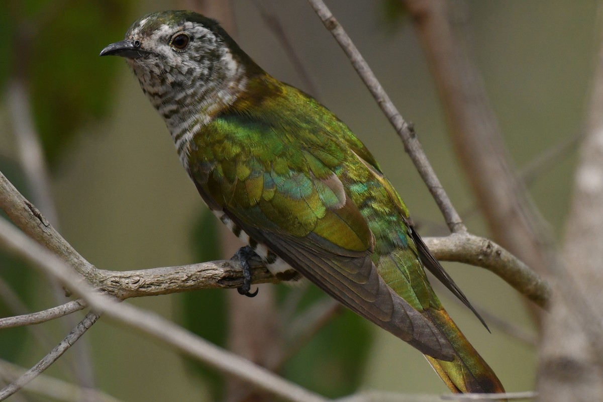 Shining Bronze-Cuckoo - Wayne Schulz