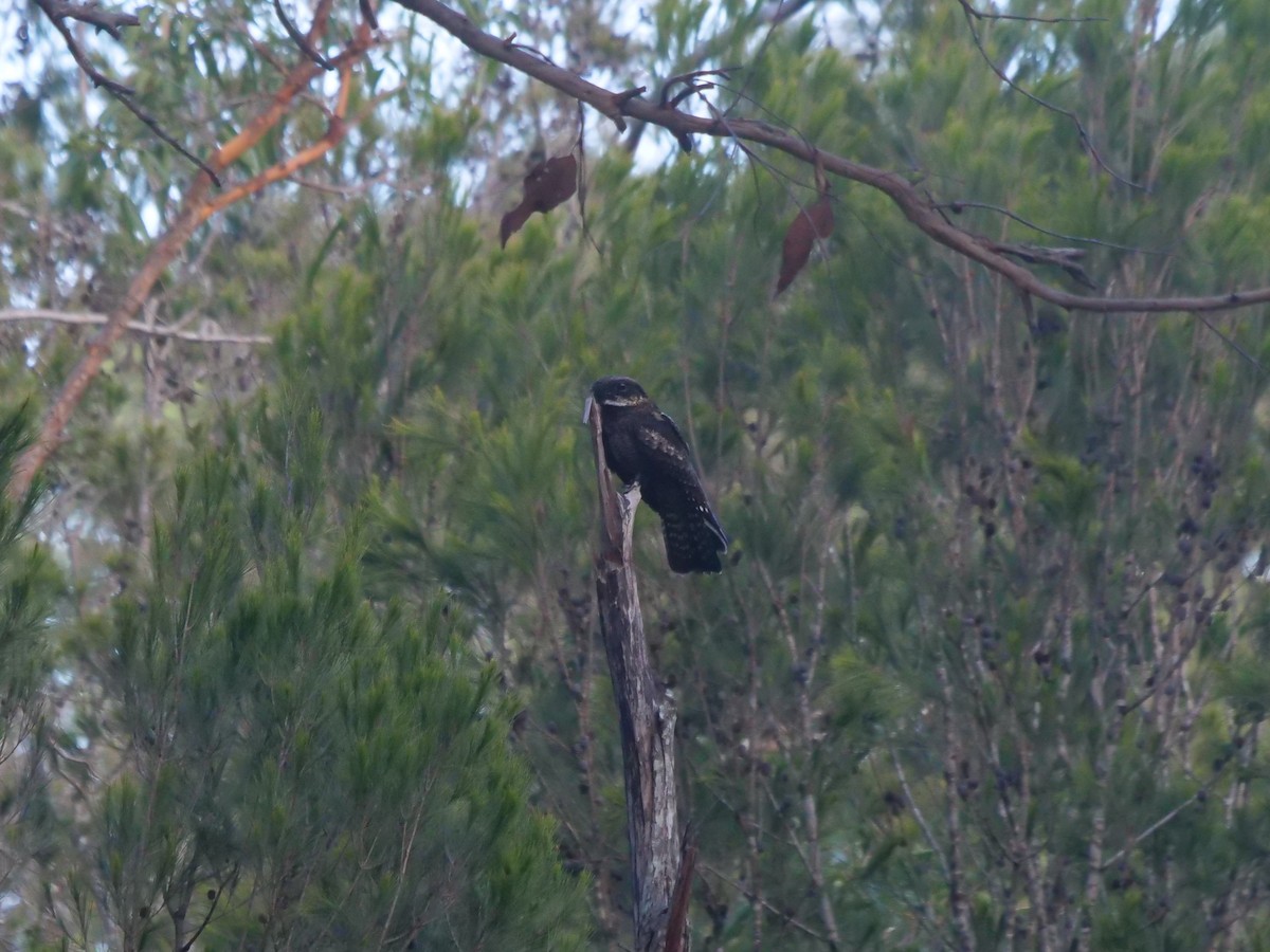 White-throated Nightjar - ML611036365